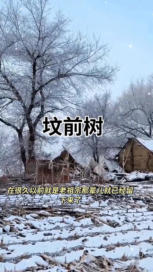 坟上栽树有讲究:这些树种既美观又符合传统习俗 三、需避开的禁忌树种