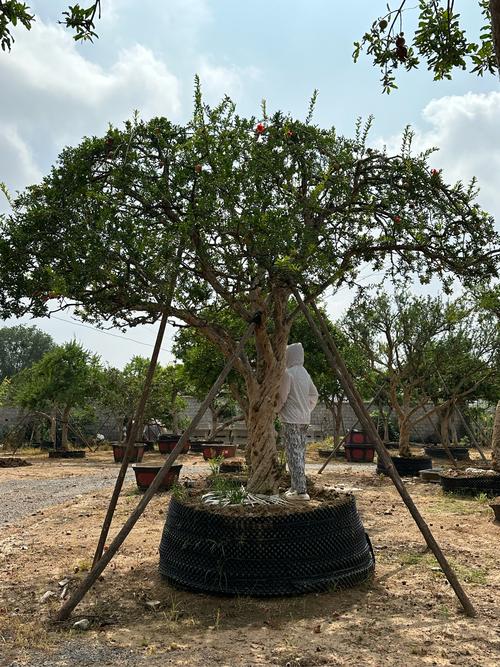 院子里石榴树砍了不吉利吗?科学解析与文化寓意 三、如果确定要砍:正确操作步骤