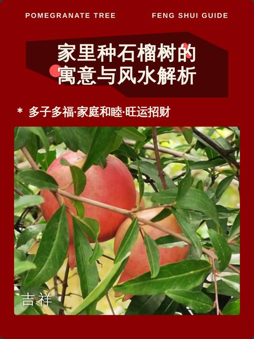 院子里石榴树砍了不吉利吗?科学解析与文化寓意 五、总结:科学养护比“吉凶”更重要