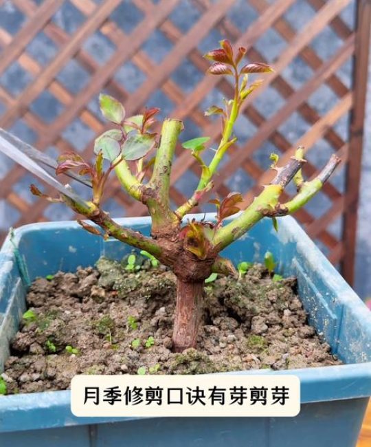 月季修剪时间和方法：四季养护全攻略