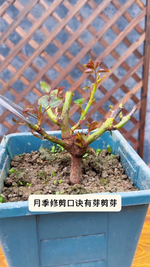 月季修剪时间和方法:四季养护全攻略 月季修剪时间和方法:四季养护全攻略