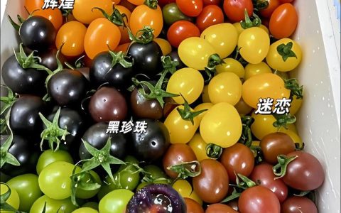 家庭种植西红柿选哪个？樱桃番茄与牛排番茄六维深度对比指南