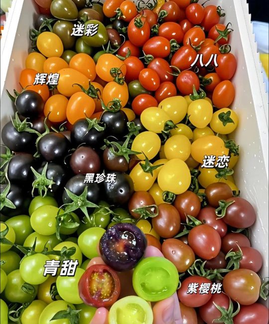 家庭种植西红柿选哪个？樱桃番茄与牛排番茄六维深度对比指南