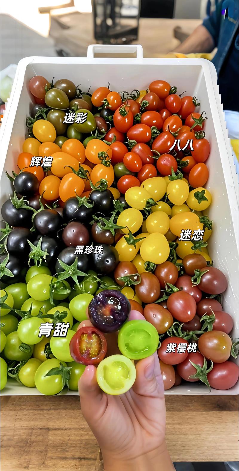 家庭种植西红柿选哪个?樱桃番茄与牛排番茄六维深度对比指南 家庭种植西红柿选哪个?樱桃番茄与牛排番茄六维深度对比指南