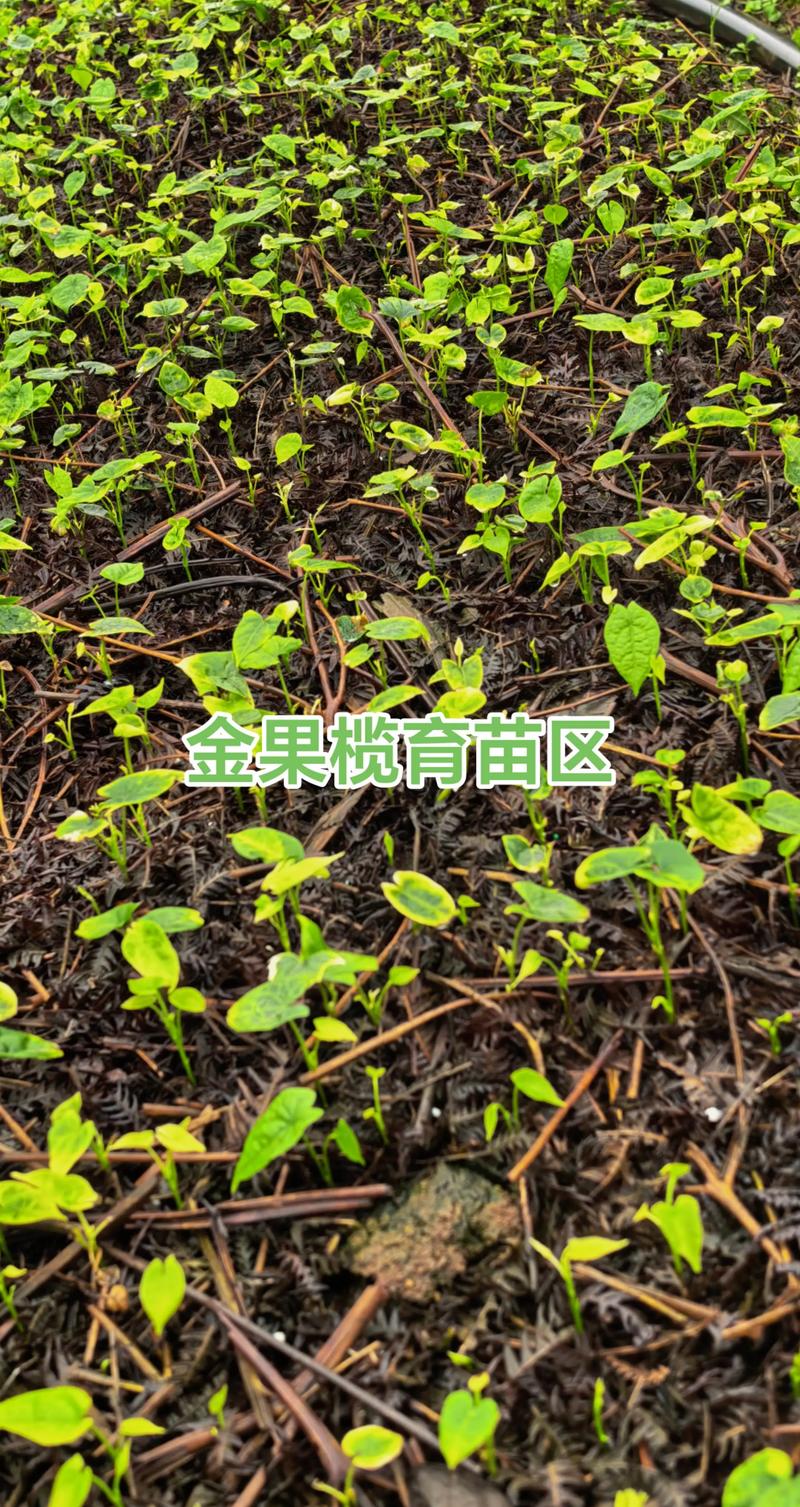 金果榄苗怎么种植?手把手教你这7步 一、适宜时间