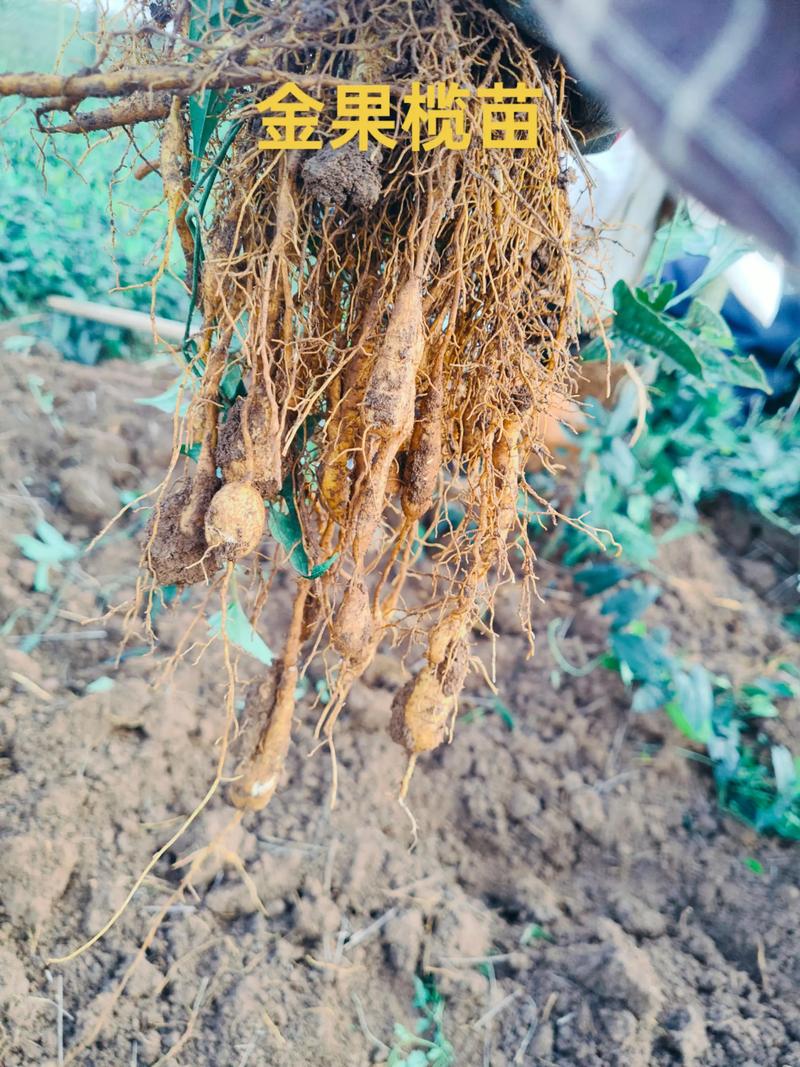 金果榄苗怎么种植?手把手教你这7步 三、栽前处理