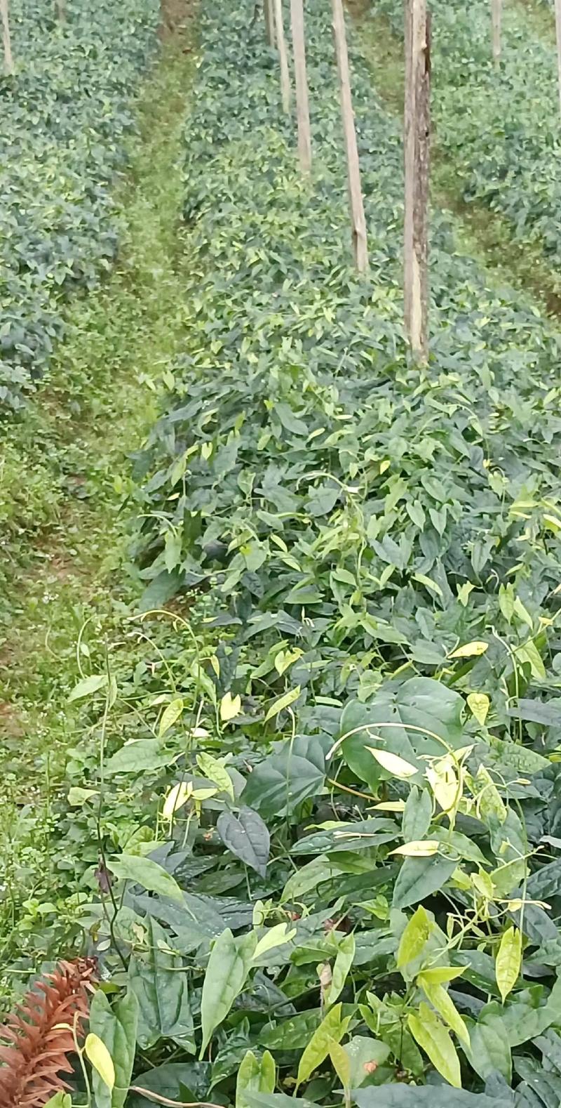 金果榄苗怎么种植?手把手教你这7步 四、栽植深度