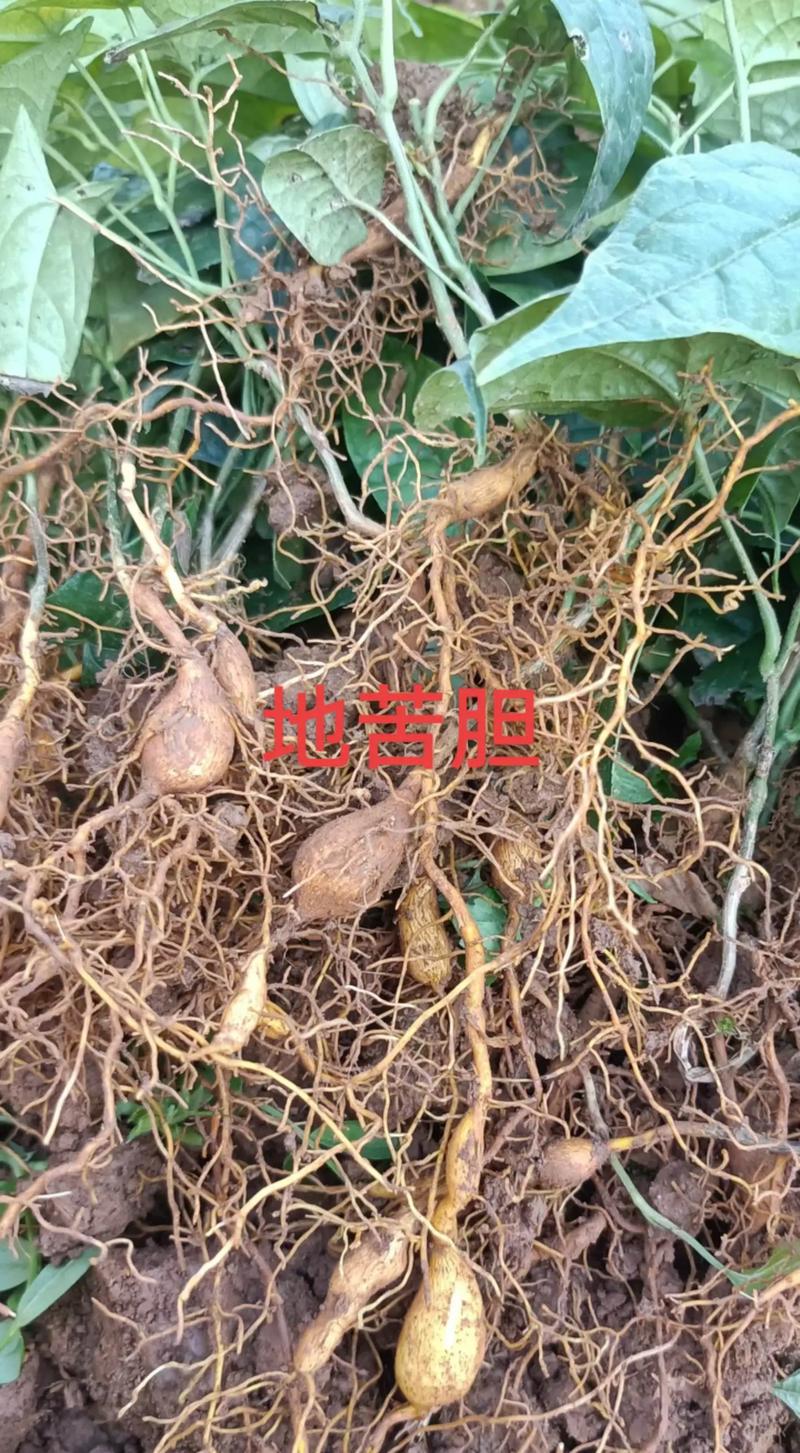 金果榄苗怎么种植?手把手教你这7步 五、浇定根水