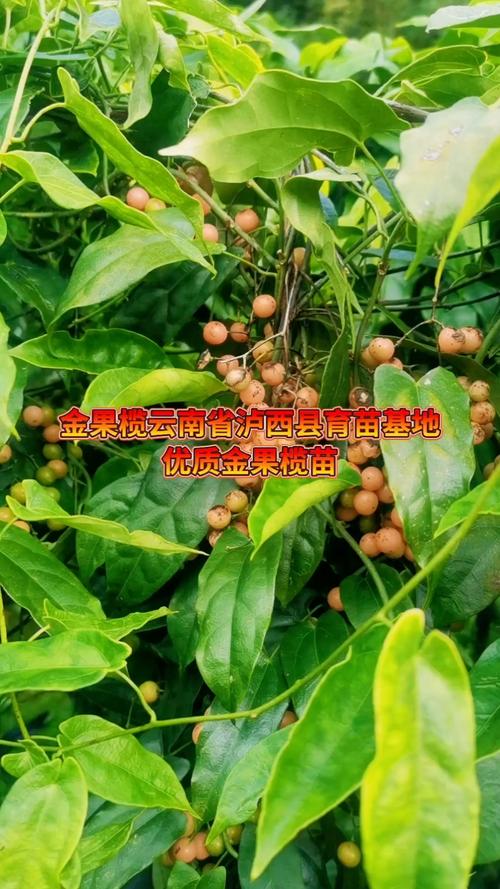 金果榄苗怎么种植?手把手教你这7步 七、成活注意事项