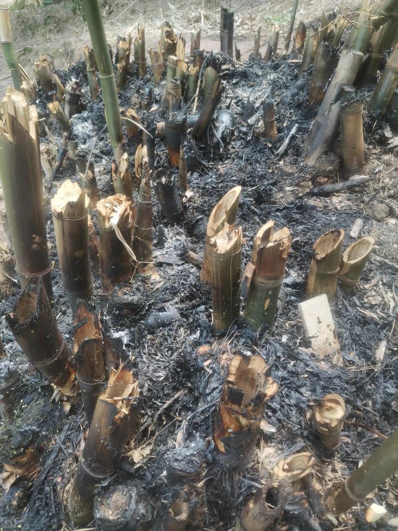 竹子是木材吗?——园艺视角下的真相与误解 植物学上的本质区别