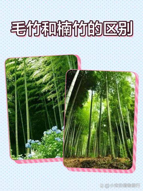 竹子是木材吗?——园艺视角下的真相与误解 园艺中的竹子:独特价值与注意事项