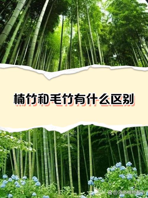 竹子是木材吗?——园艺视角下的真相与误解 结论:竹子不是木材,但胜过木材?