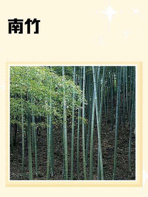 竹子是木材吗?——园艺视角下的真相与误解 如何区分竹子与木材的园艺应用?