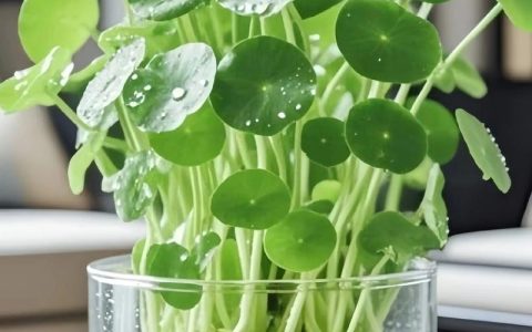 铜钱草水培好养吗？掌握5大核心参数，新手也能养出爆盆状态