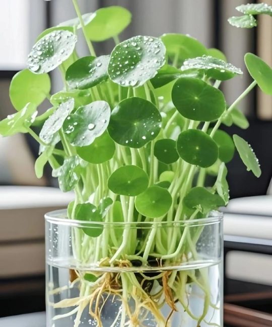 铜钱草水培好养吗？掌握5大核心参数，新手也能养出爆盆状态