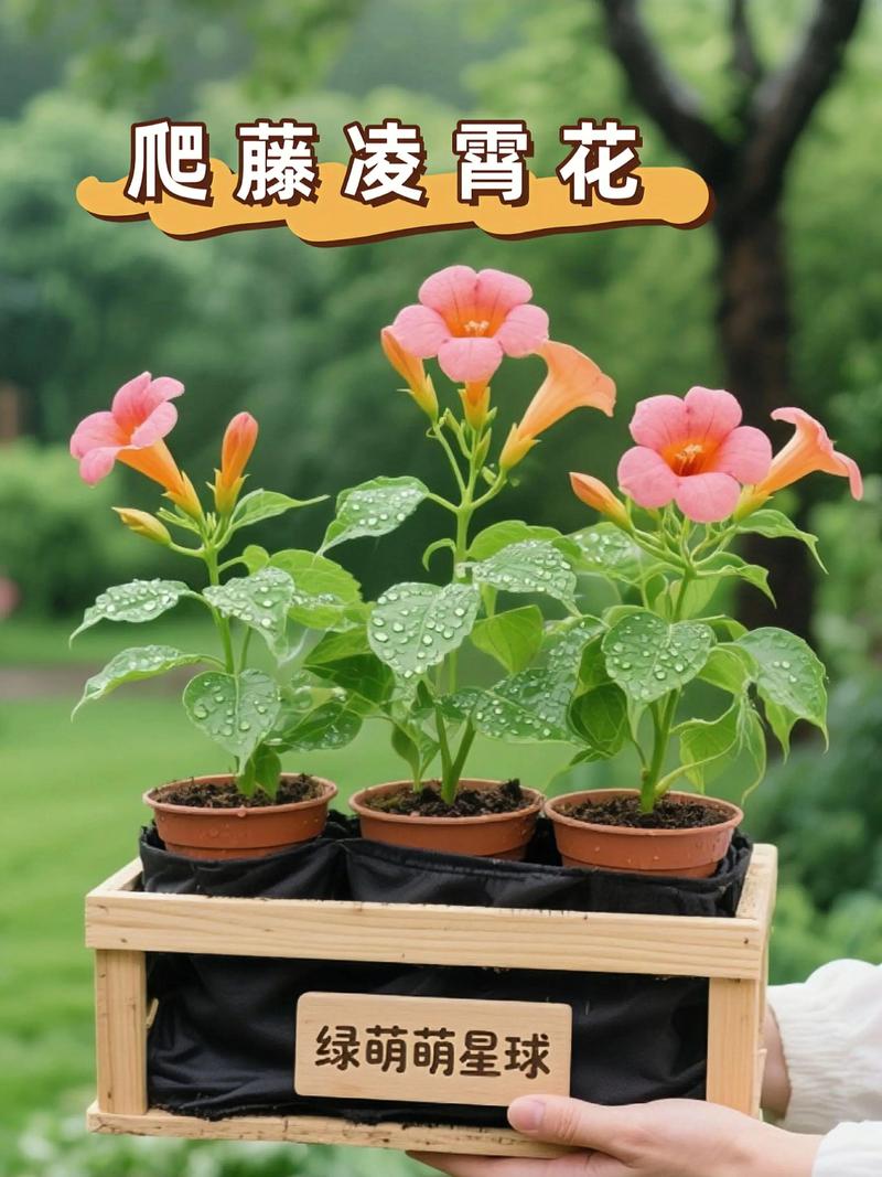藤本攀爬植物栽培全指南:攀附方式、支架牵引、花墙棚架、修剪控形、根系与墙体安全 二、搭建支架前必须知道的间距参数