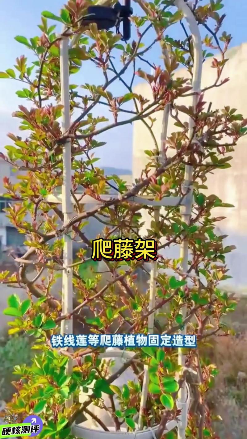 藤本攀爬植物栽培全指南:攀附方式、支架牵引、花墙棚架、修剪控形、根系与墙体安全 三、花墙与棚架这样设计最省心