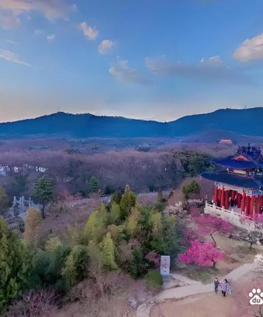 莱西梅花山医院周边梅花观赏与园艺种植指南
