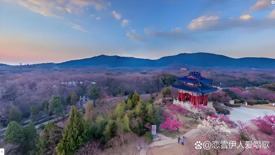莱西梅花山医院周边梅花观赏与园艺种植指南 为什么选择梅花作为园艺主题?