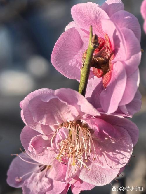 莱西梅花山医院周边梅花观赏与园艺种植指南 欣赏梅花的最佳时机与地点