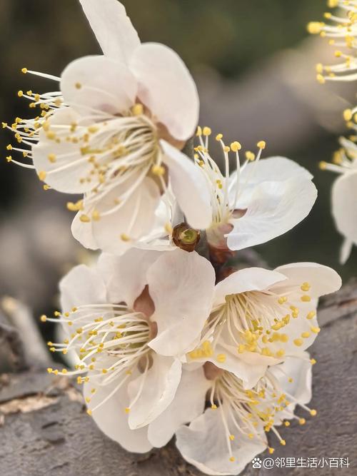 莱西梅花山医院周边梅花观赏与园艺种植指南 结语