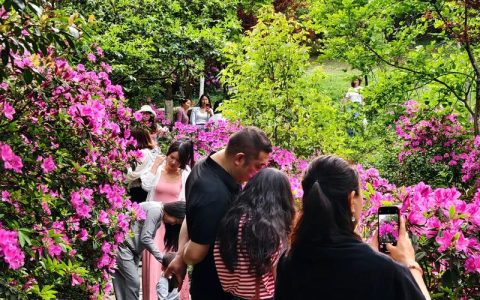 成都杜鹃花园深度体验：人少景美的赏花秘境？