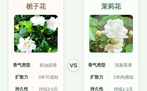 茉莉花和栀子花哪个更香？花期对比与养护指南