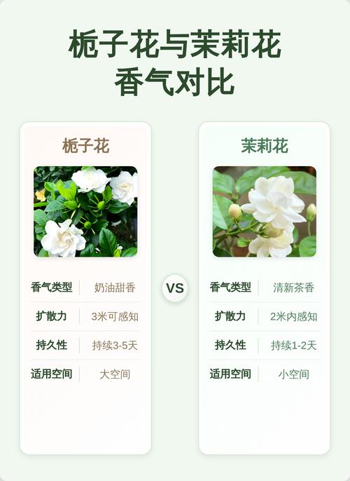 茉莉花和栀子花哪个更香?花期对比与养护指南 茉莉花和栀子花哪个更香?花期对比与养护指南