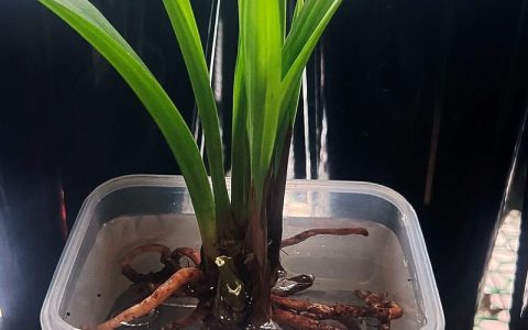 兰花可以水培养殖吗？蝴蝶兰与石斛水培全攻略