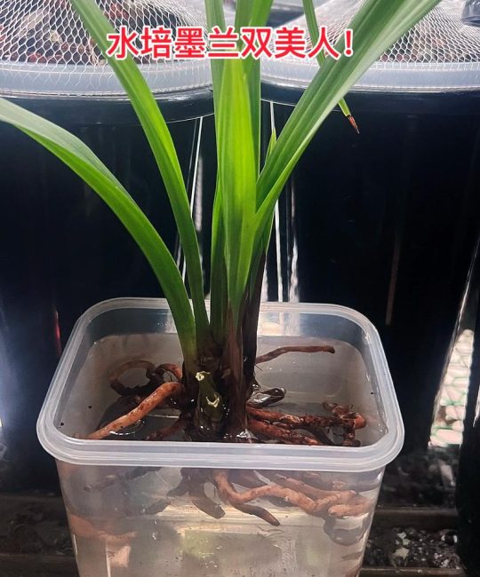 兰花可以水培养殖吗？蝴蝶兰与石斛水培全攻略
