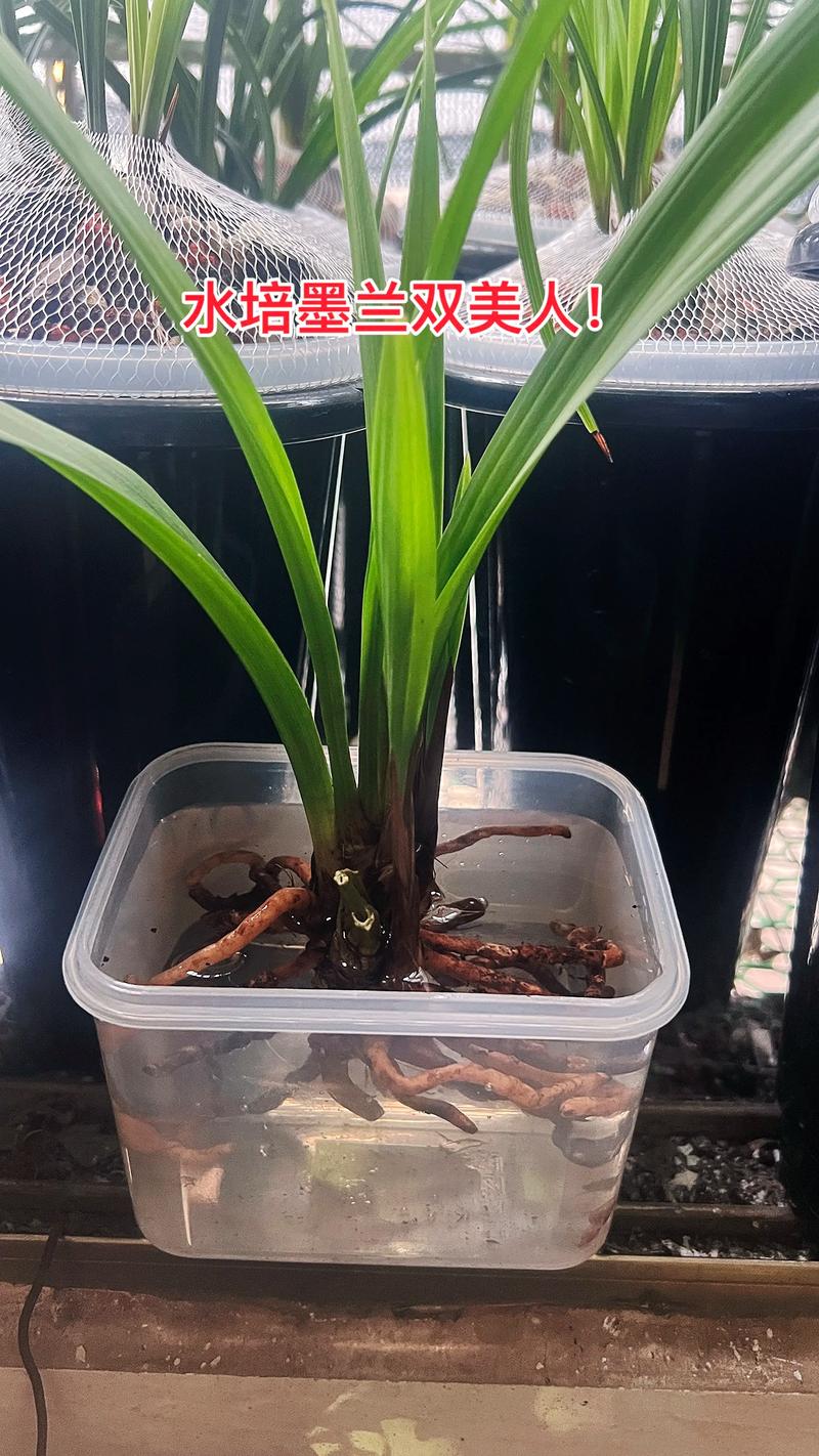 兰花可以水培养殖吗?蝴蝶兰与石斛水培全攻略 兰花可以水培养殖吗?蝴蝶兰与石斛水培全攻略