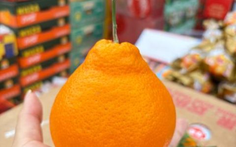 耙耙柑什么时候上市？2026年最佳品尝时间与选购指南