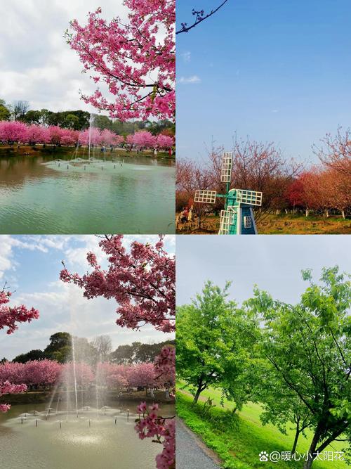 樱花校园50万株樱花种植全攻略:选址与养护指南 五、打造梦幻校园:50万株的景观价值