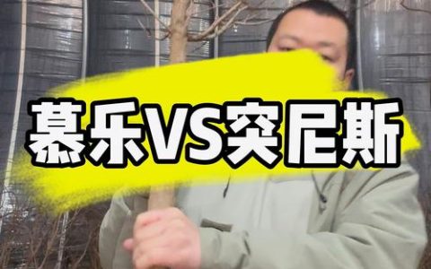 慕乐石榴树与突尼斯软籽石榴树对比：2026年家庭种植如何选择？