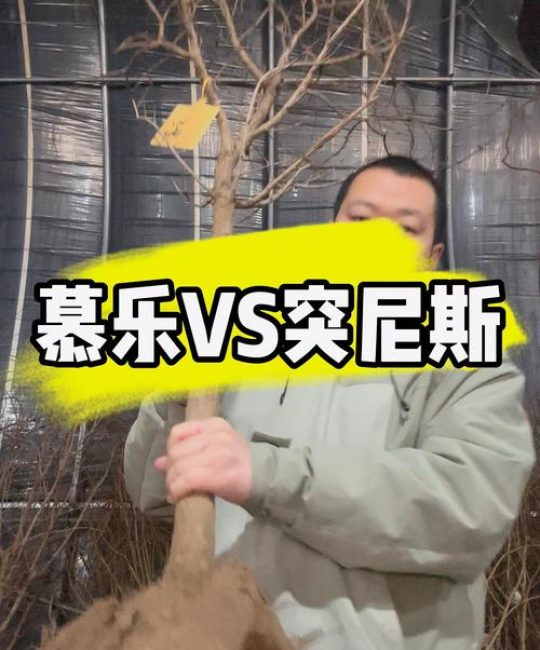 慕乐石榴树与突尼斯软籽石榴树对比：2026年家庭种植如何选择？