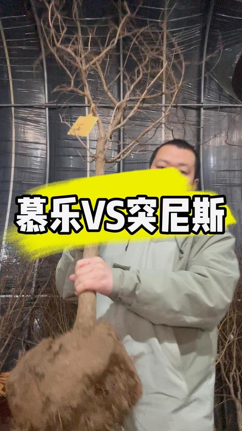 慕乐石榴树与突尼斯软籽石榴树对比：2026年家庭种植如何选择？