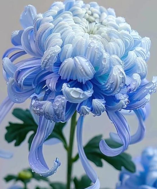 蓝色菊花送人吉利吗？花色寓意、盆栽养护与观赏价值全解析