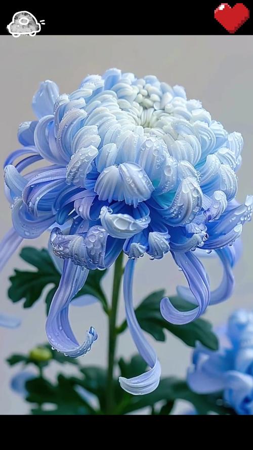 蓝色菊花送人吉利吗?花色寓意、盆栽养护与观赏价值全解析 蓝色菊花送人吉利吗?花色寓意、盆栽养护与观赏价值全解析