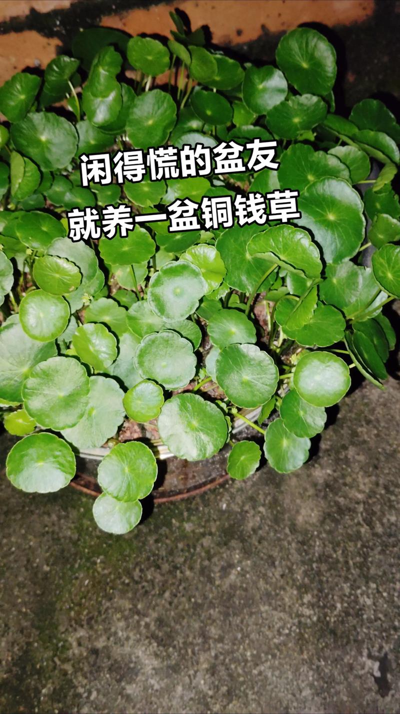 铜钱草要什么肥?施肥技巧全攻略,让你的铜钱草爆盆! 二、铜钱草要什么肥?推荐4种肥料
