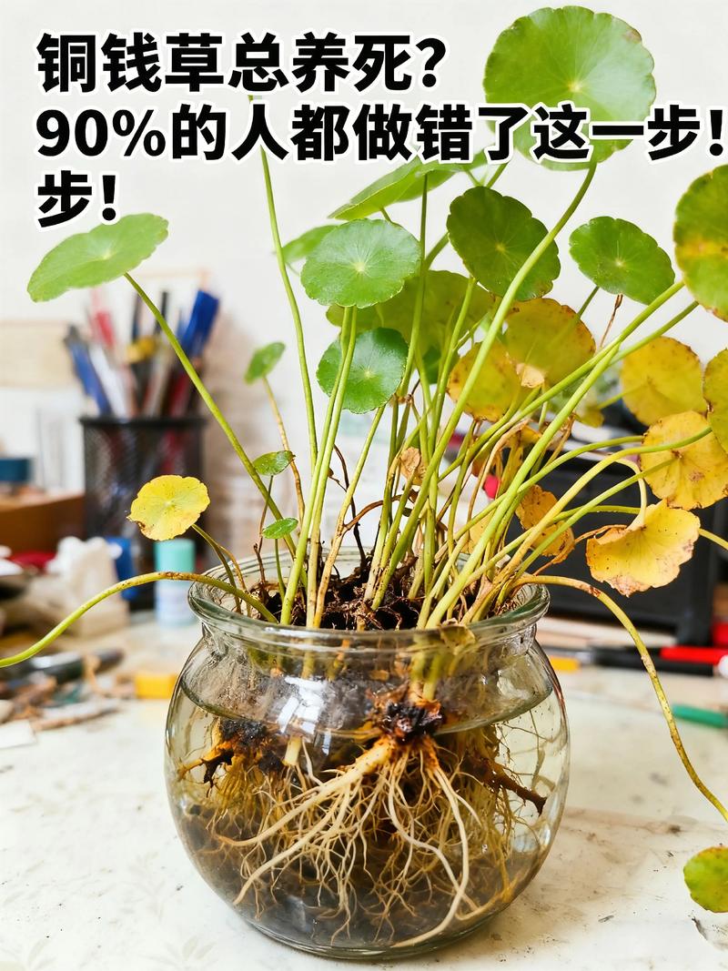 铜钱草要什么肥?施肥技巧全攻略,让你的铜钱草爆盆! 四、施肥注意事项