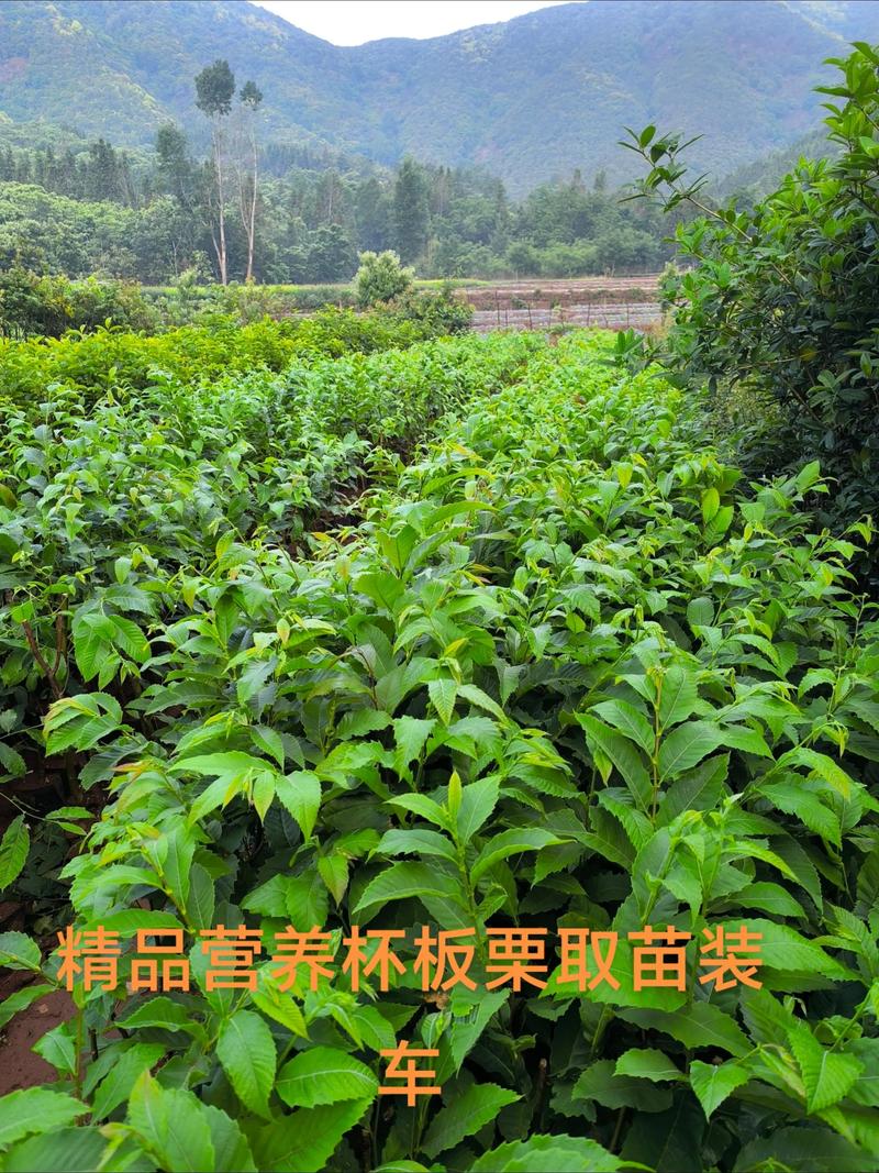 绵阳哪里买果树苗?专业采购渠道与果苗选购指南 四、运输与检疫的独立核查