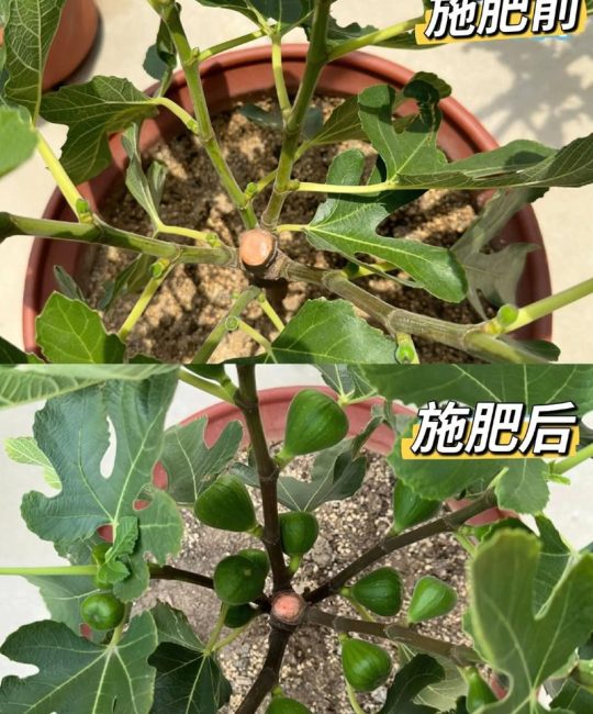 无花果树施什么肥料？掌握施肥技巧，果实又大又甜