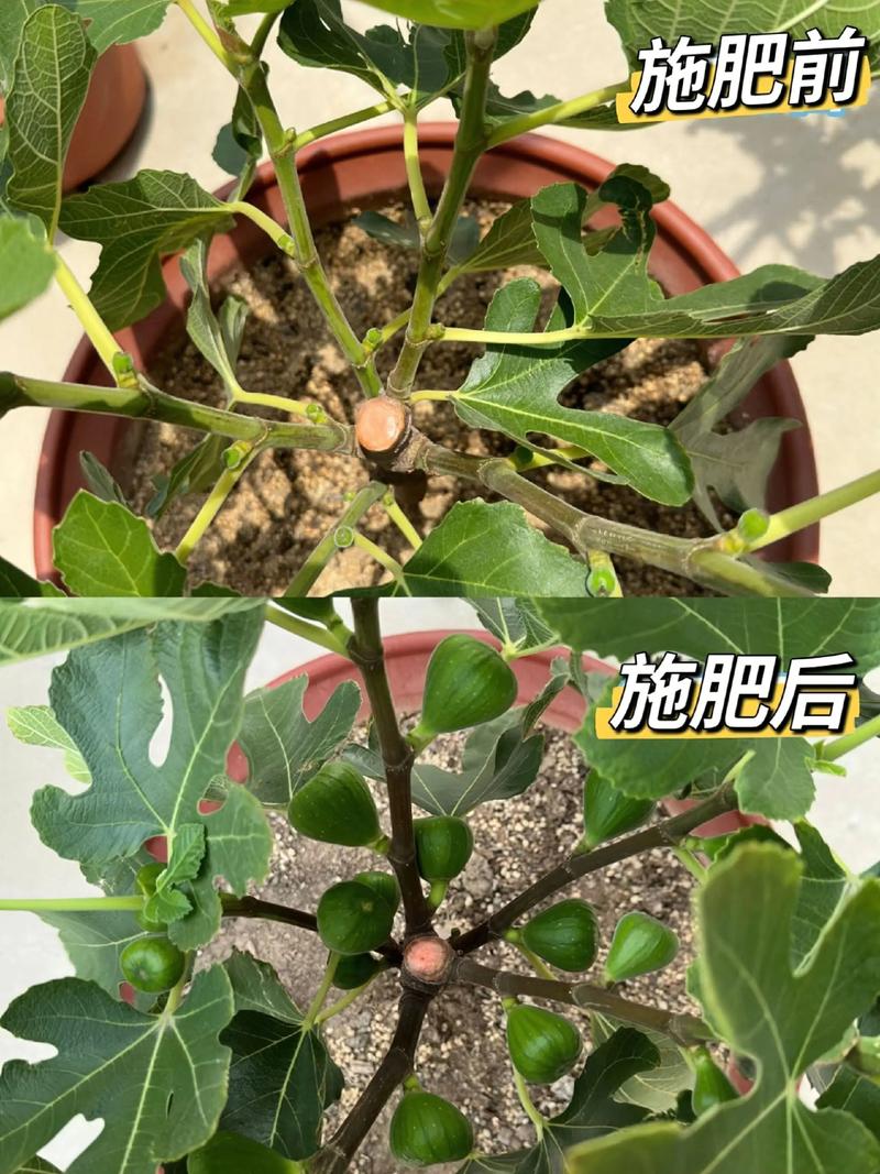 无花果树施什么肥料?掌握施肥技巧,果实又大又甜 浇水:保持土壤湿润,但避免积水