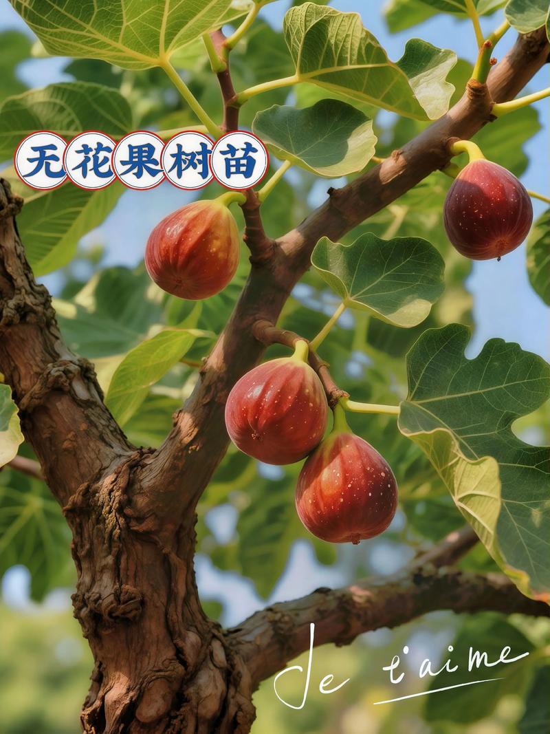 无花果树施什么肥料?掌握施肥技巧,果实又大又甜 越冬越夏:分区域做好土壤保湿和防寒