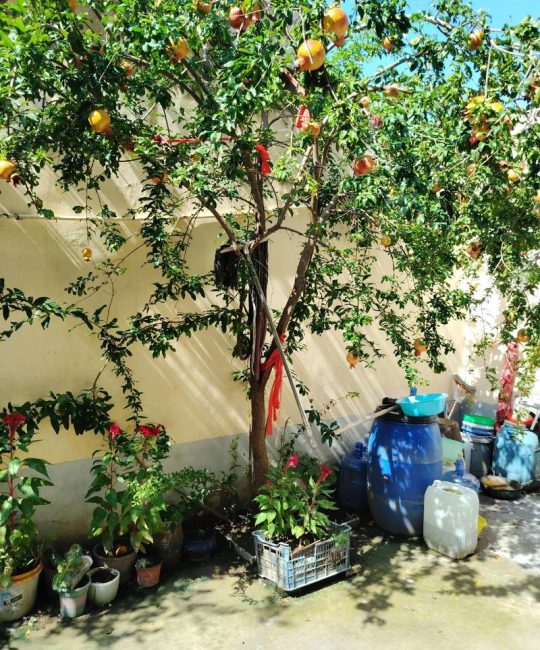 北方院子里适合种什么果树