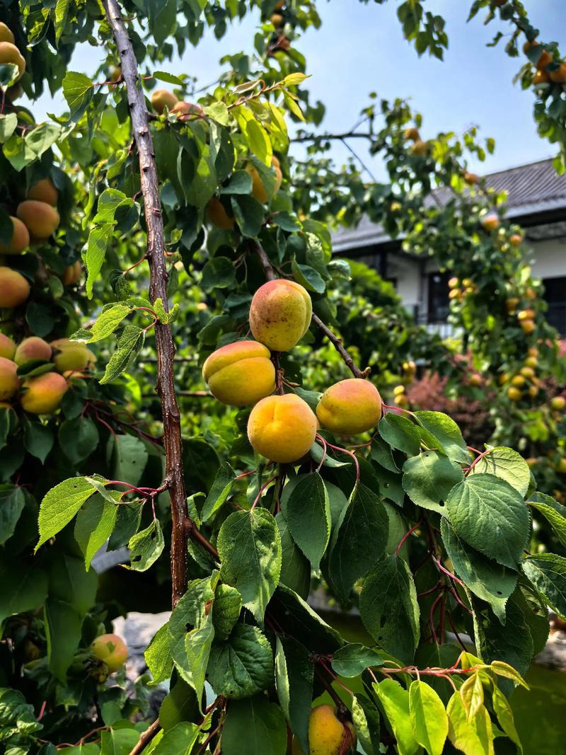 2. 梨树（Pyrus bretschneideri）