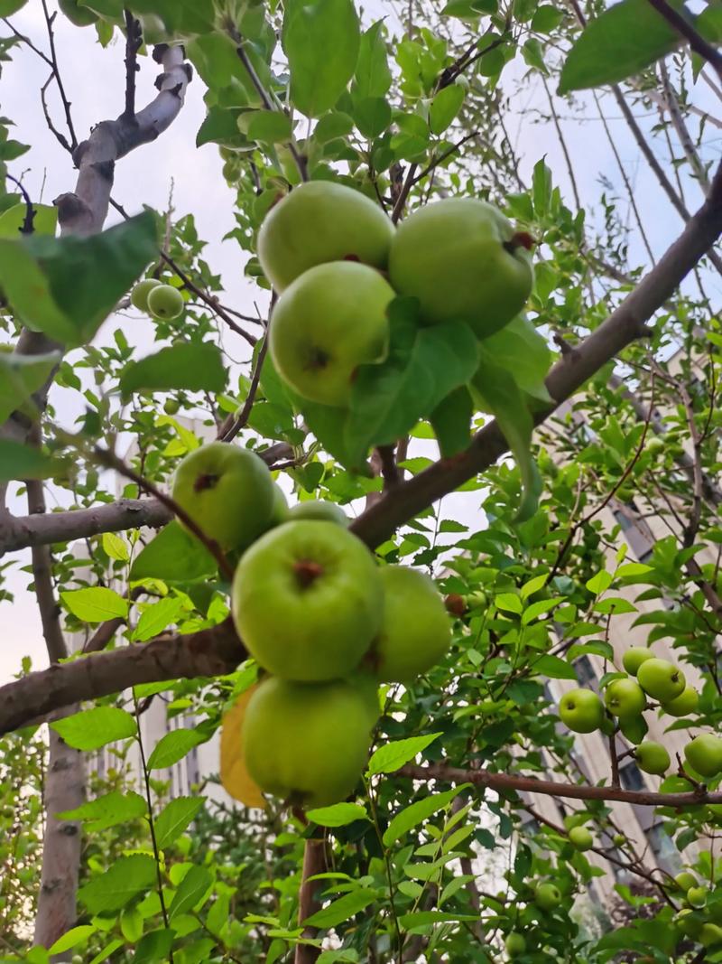4. 枣树（Ziziphus jujuba）