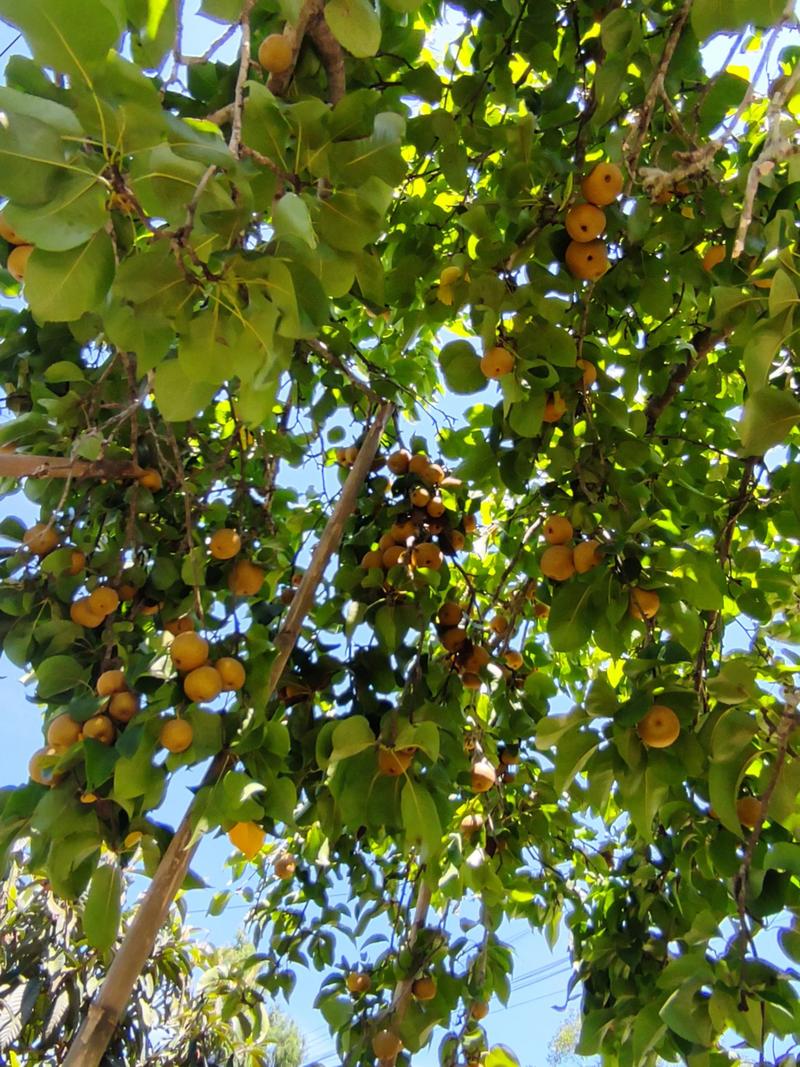 5. 山楂（Crataegus pinnatifida）