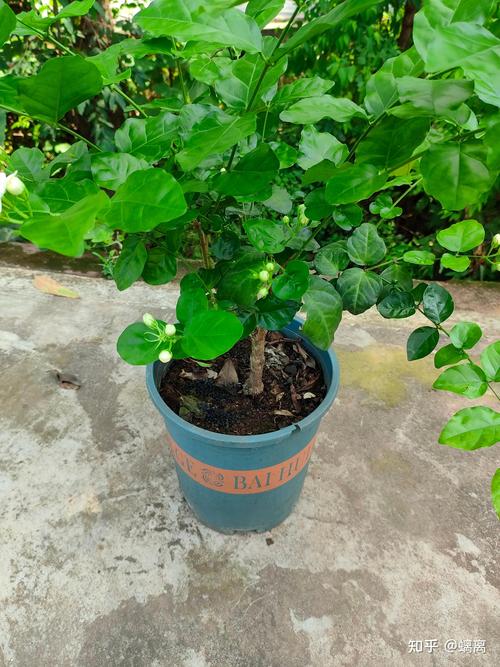 家庭茉莉花的养殖方法:从新手到养花大师的六步指南 家庭茉莉花的养殖方法:从新手到养花大师的六步指南