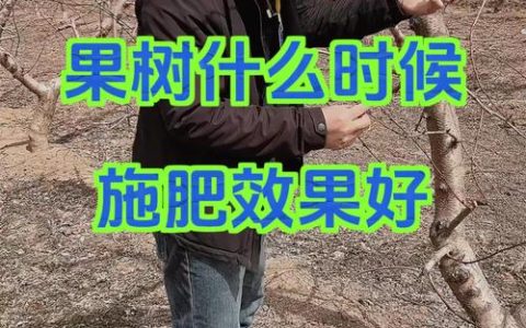 果树什么时候施肥最好？全年施肥时间表与技巧